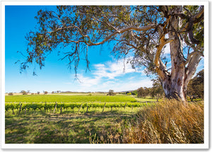 
                  
                    Load image into Gallery viewer, ADELAIDE HILLS - SA024
                  
                