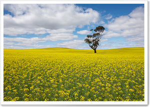 
                  
                    Load image into Gallery viewer, CANOLA FIELDS - SA042
                  
                