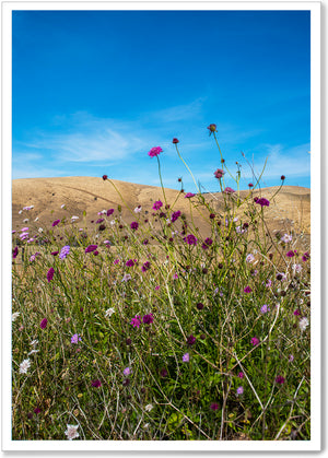 
                  
                    Load image into Gallery viewer, SUMMER WILD FLOWERS - SA060
                  
                